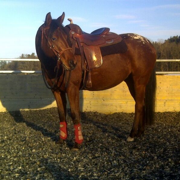 SA Thundergirl genannt Scoopy