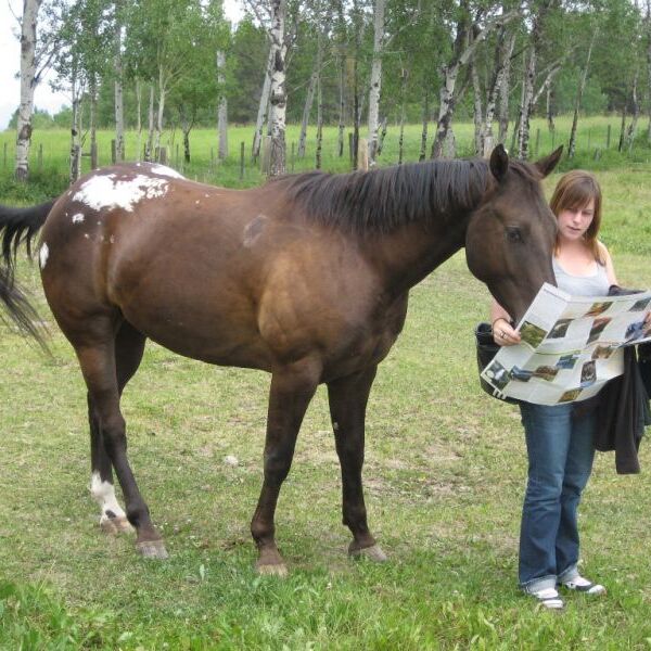 Texas Pegasus