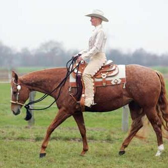 Clearrounds Paradise (Genannt Cosima)