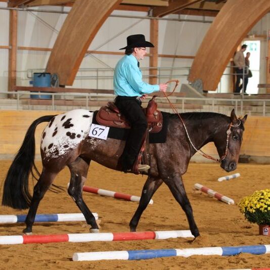 Reserve All Round High Point Champion