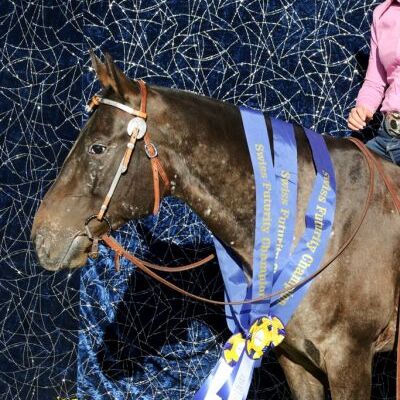 High Deal Olena (genannt Sueno)