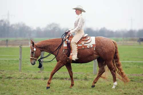 Clearrounds Paradise (Genannt Cosima)