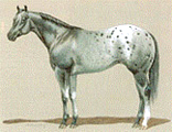 Rasse Blue Roan