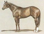Rasse Brown