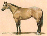 Rasse Buckskin