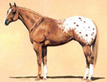 Rasse Chestnut