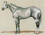 Rasse Gray