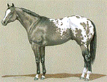 Rasse Grulla