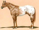 Rasse Red Roan