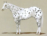 Rasse White